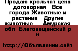 Продаю крольчат цена договорная - Все города Животные и растения » Другие животные   . Амурская обл.,Благовещенский р-н